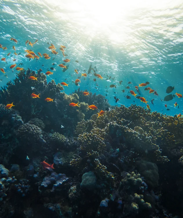 Raja Ampat Dive Odyssey